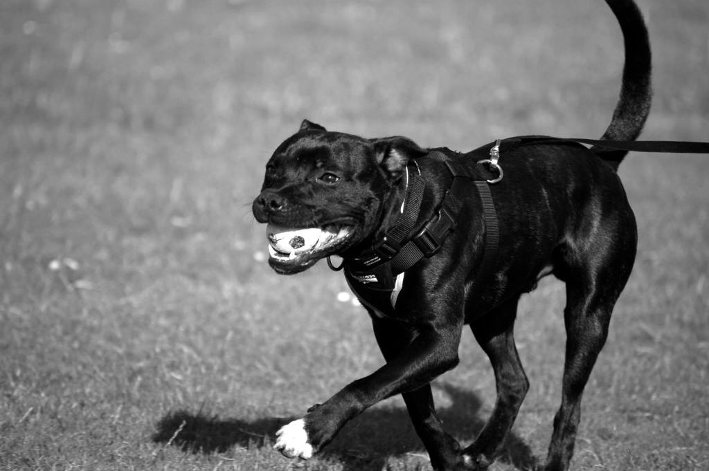 Staffies running shots - Page 2 964834_10151458855107043_1853899770_o