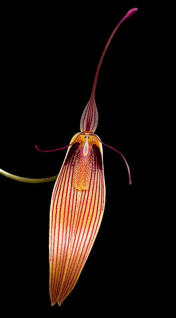 Restrepia antennifera var antennifera 4254225138_bf8d02f9b8_z_zpsuotk8hka