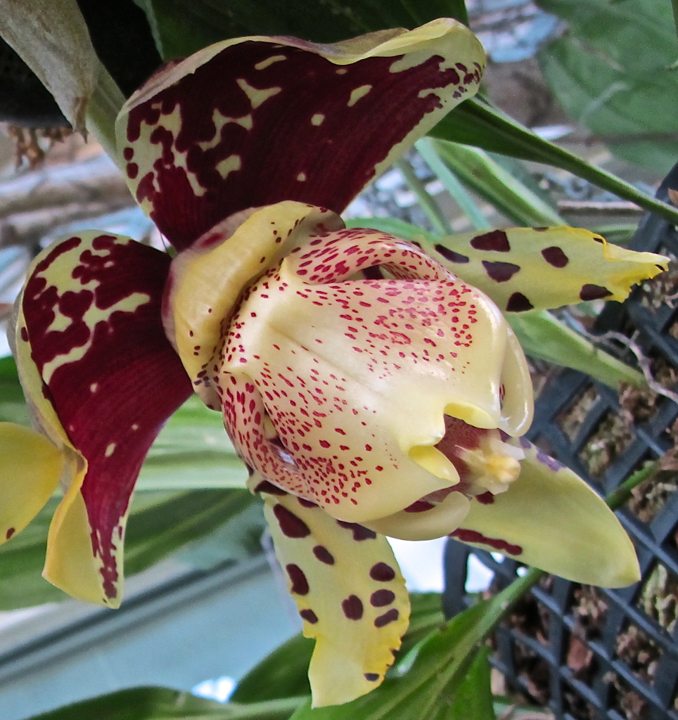 Stanhopea tigrina IMG_2661_1024_zpsa3442243