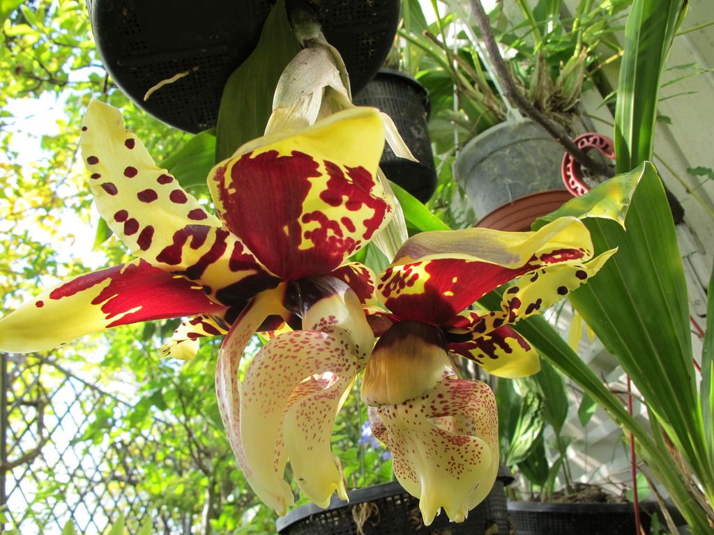 Stanhopea tigrina  IMG_8177_zps4lpuceve