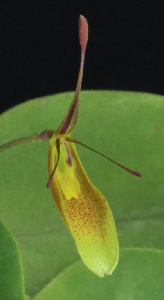 Restrepia hartmanii _DSC1166_zpsgvd3gdz8