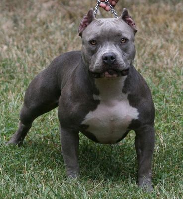 Kennel Club Pup? Cleopatra_pitbull_dog_zps320a47bd