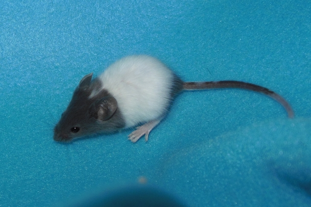 New Rescues for Trixie's Mouse House 881fba41-fef2-4697-811e-e85b770379f4_zpsca7a57ca