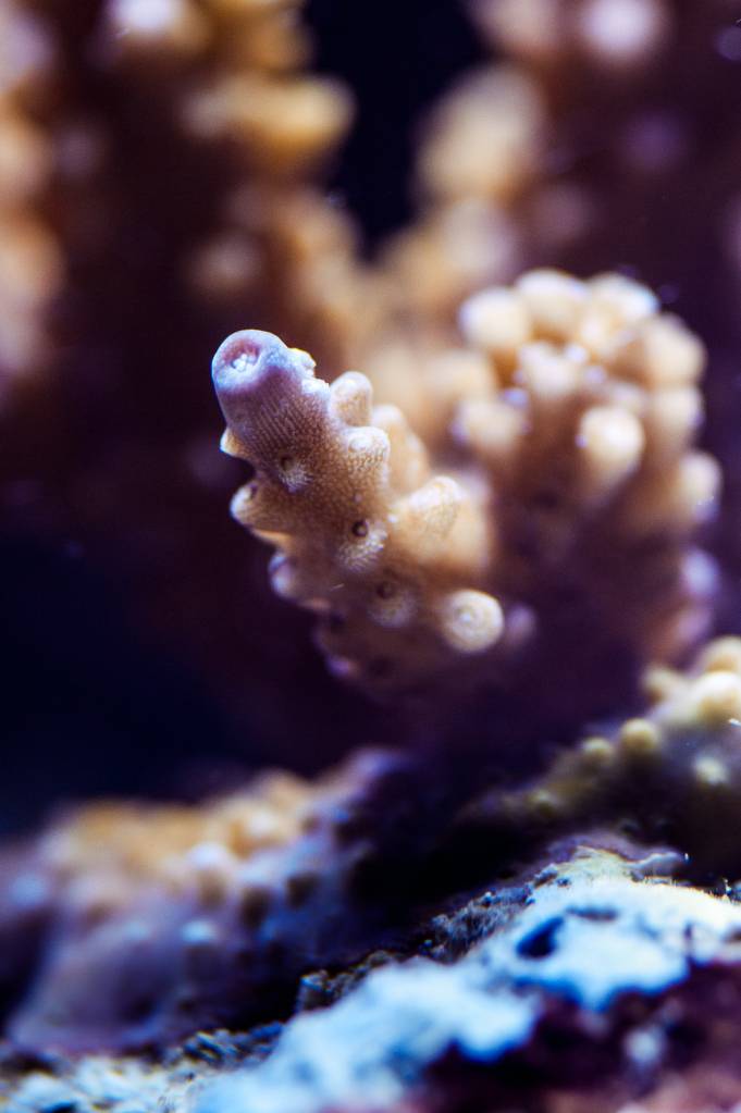 Mon Open Reef 91!! - Nouvelles photos de macro p10 - Page 3 7cec0f83d01d8860cfed33df95bb44b3_zps24d39013