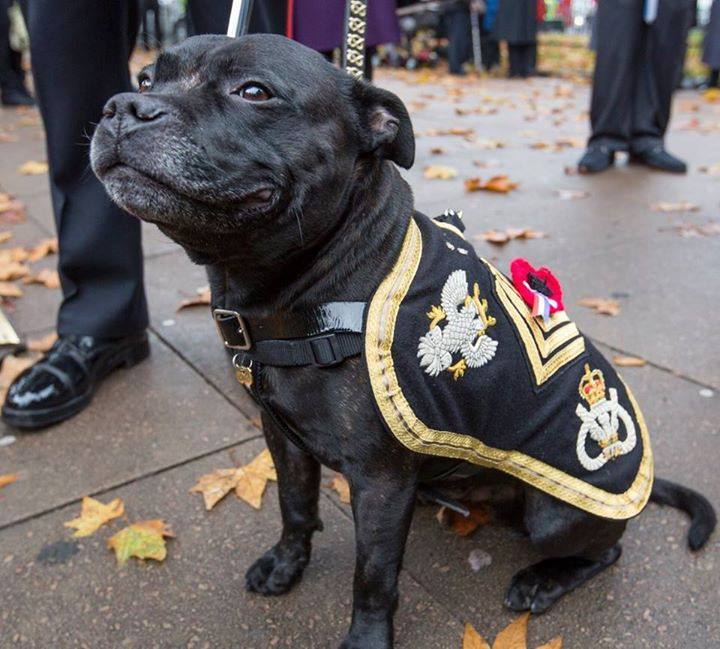 Mascot of the staffordshire regiment 12193510_10153700404872370_7914410662529028909_n_zpsr4luc9eb