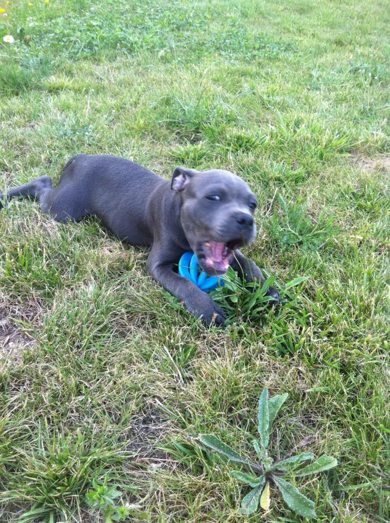 Staffies with balls IMG_1168