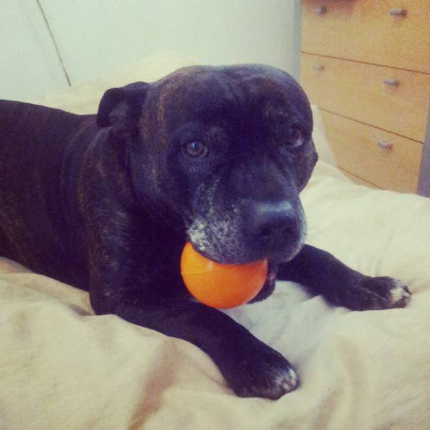 Staffies with balls - Page 2 532038_419786121449979_1198286881_n_zps954a560f