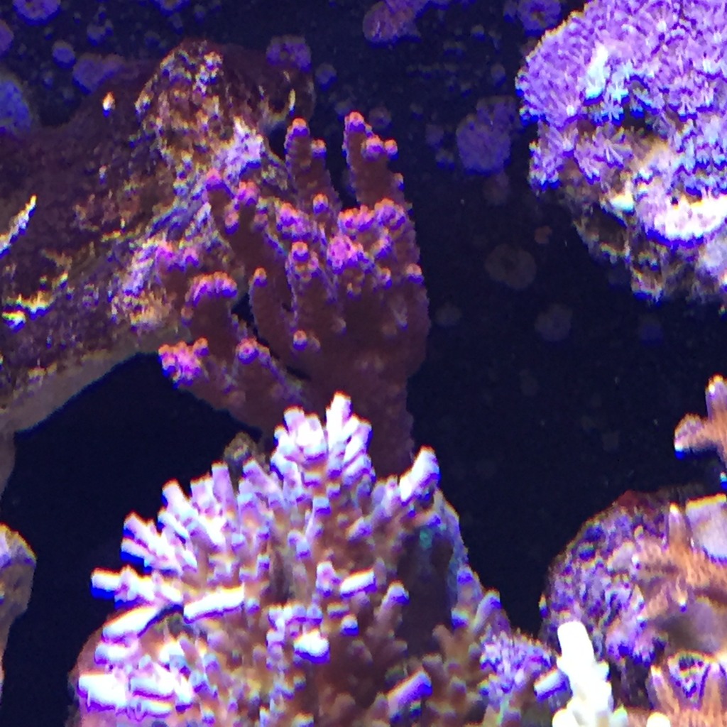 Some corals for trade and stuff   3DF470EB-34D7-4A49-B42C-62DDAC1F624A_zpszzhogz70