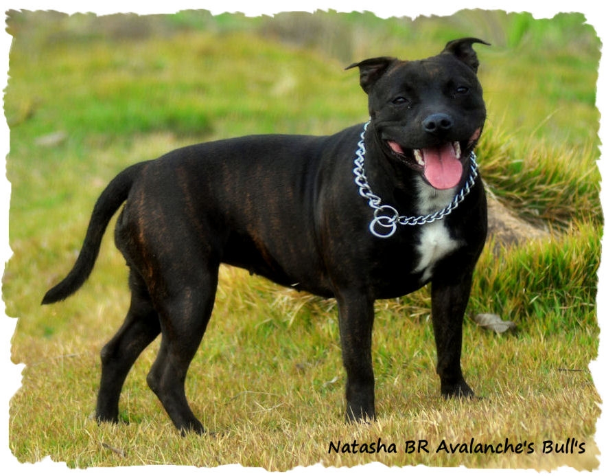 Natasha - My Staffbull from Brazil De0c7389-ccd5-4cc7-a8d3-4d5c6e6bc634_zpsb6046d66