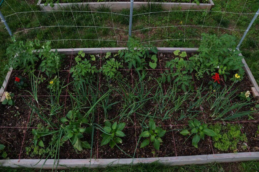 strawberries - Kansas Hillbilly Backyard Garden 2013 DSC01629_zps067d3fd2