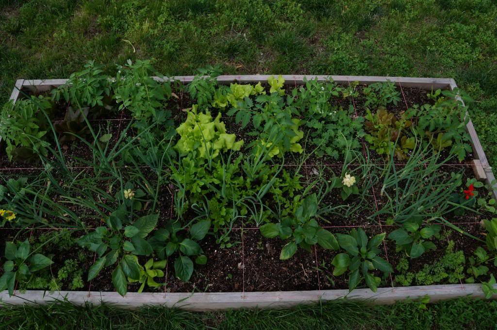 strawberries - Kansas Hillbilly Backyard Garden 2013 DSC01633_zps3bc7aa84