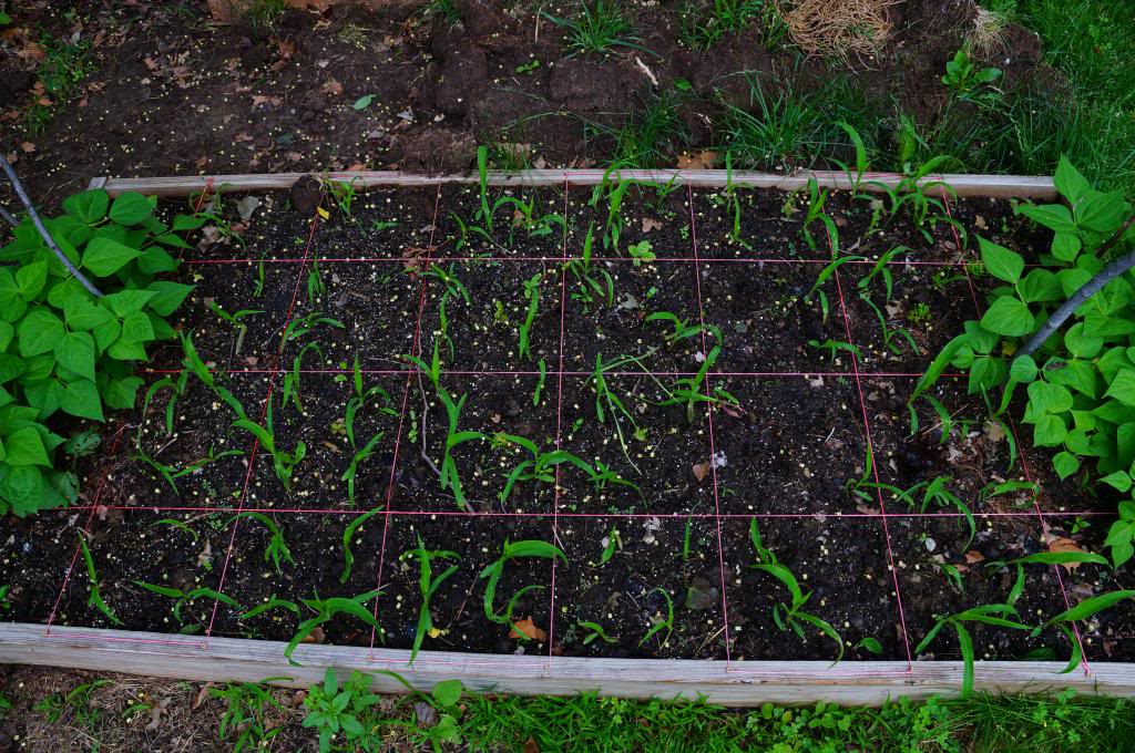 strawberries - Kansas Hillbilly Backyard Garden 2013 - Page 2 GDSC02618_zps188661c8