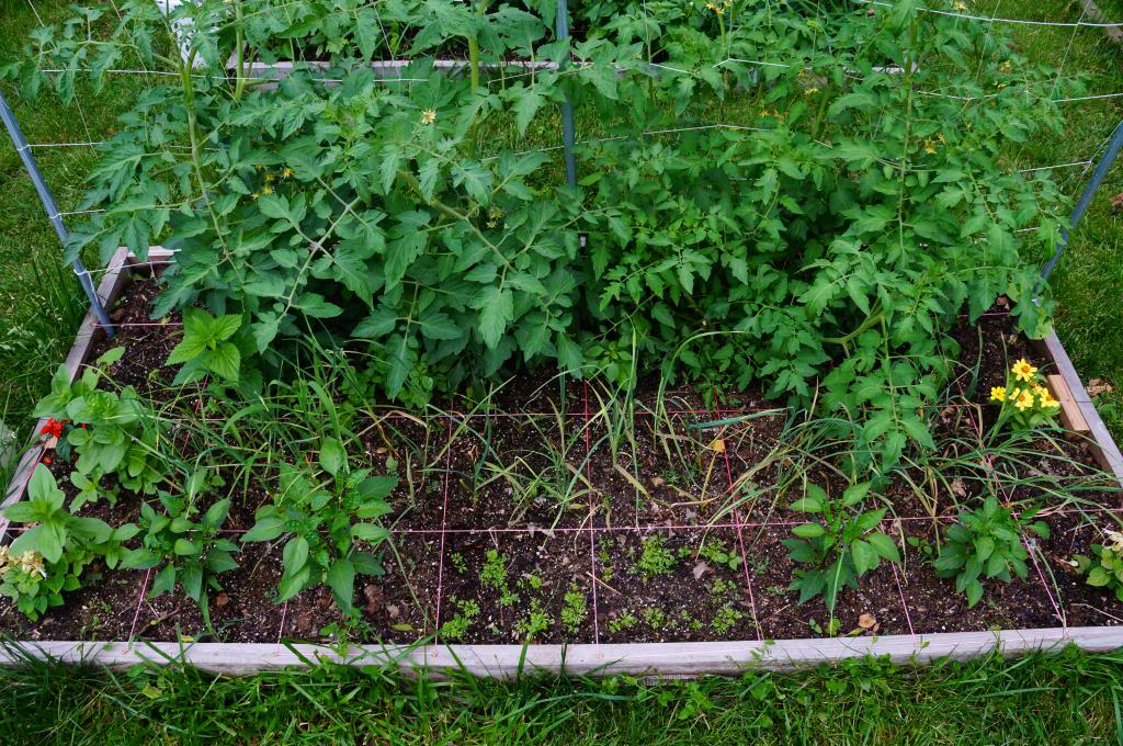 strawberries - Kansas Hillbilly Backyard Garden 2013 - Page 2 GDSC02626_zps92a39382