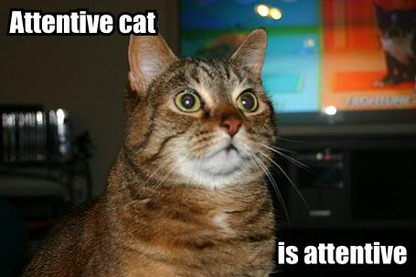 lolcats Attentive-cat-is-attentive