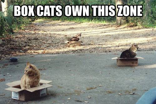 lolcats Boxcats