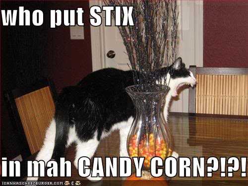 lolcats Candycorncat