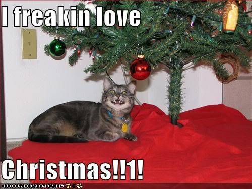 Christmas jokes! Funny-pictures-cat-loves-christmas