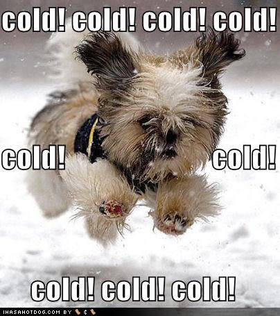 lolcats Coldcoldcold128414675008240000