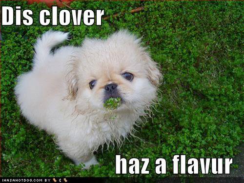 lolcats Loldogs-cute-puppy-picture-dis-clov