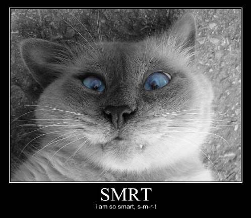 lolcats Smrt