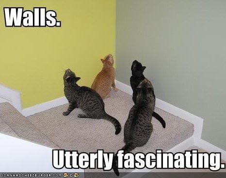 lolcats Walls