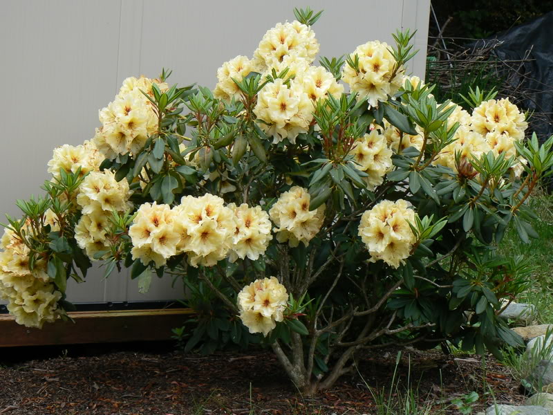 Rhodo en fleur le 30 octobre P1020454