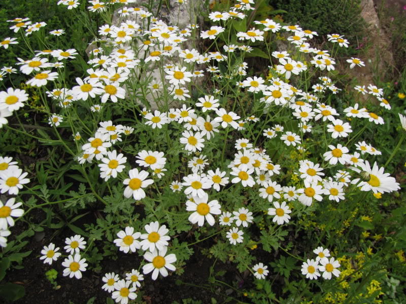 tanacetum jackpot de fleur de peau - Page 3 03-07-2009012