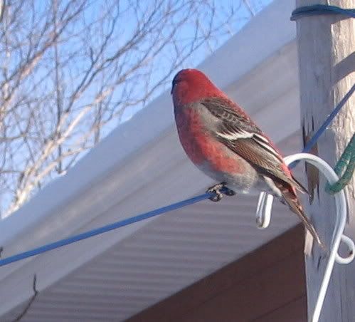 Mes oiseaux aux mangeoires 12-01-2009005