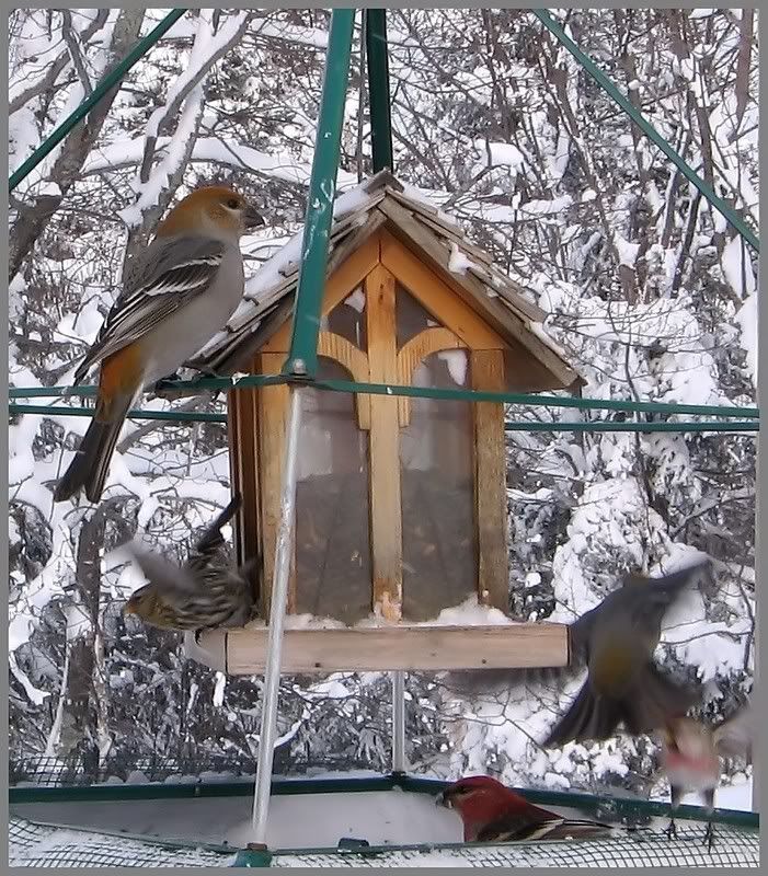 Mes oiseaux aux mangeoires 19-01-2009047_filtered