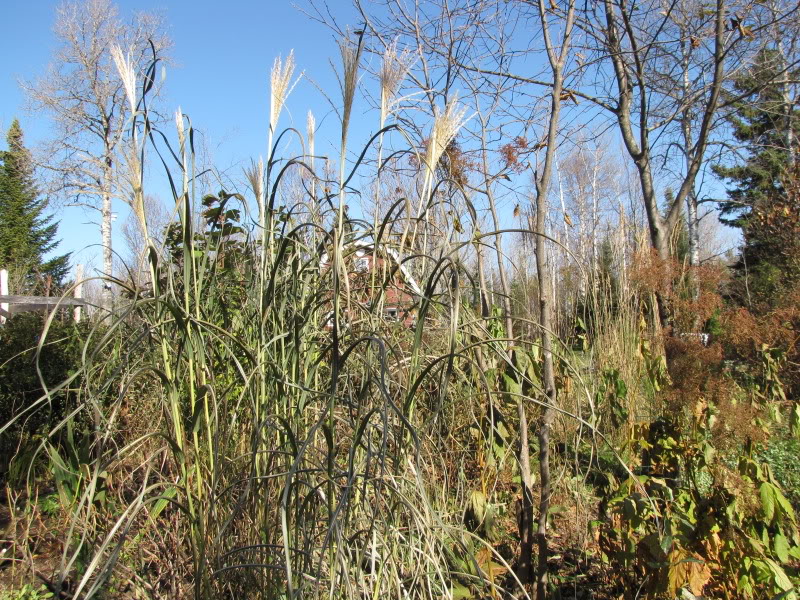 Miscanthus sinensis ' Silberfeder ' 19-10-2009087