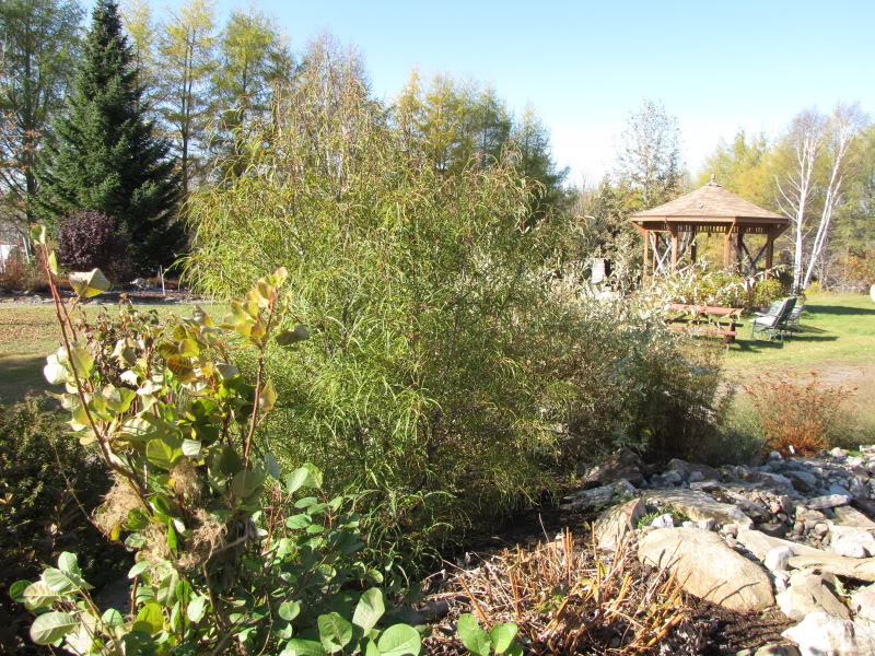 Jardin Rêves inachevés 19-10-2009095