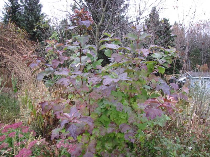 Virburnum trilobum 20-10-2009006