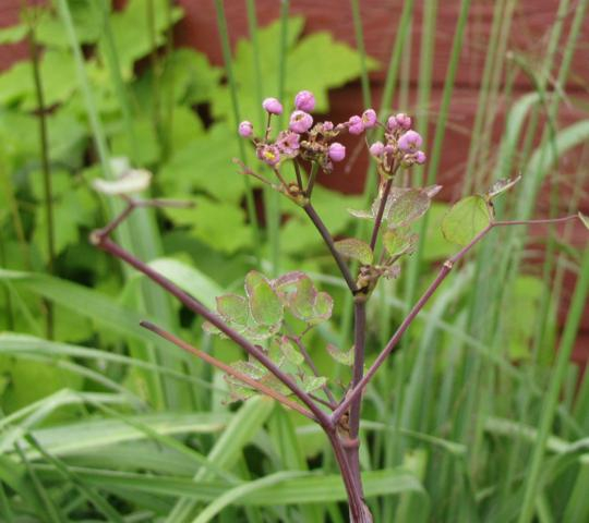 Thalictrum rochebrunianum IMG_0005_540x480