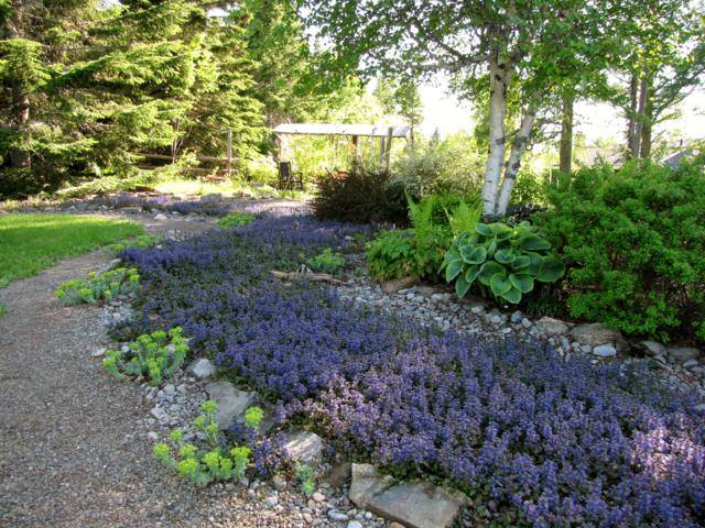 Jardin "Réveil des sens" et rivière d'ajuga - Page 24 IMG_0042_640x480-1