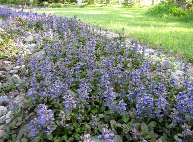 Jardin "Réveil des sens" et rivière d'ajuga - Page 24 IMG_0096_640x470