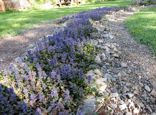 Jardin "Réveil des sens" et rivière d'ajuga - Page 24 IMG_0098_640x472