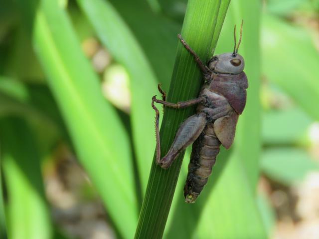 Sauterelle prise sur le fait? IMG_1928_640x479