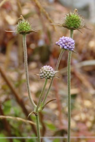 Succisa pratensis IMG_0527_321x480