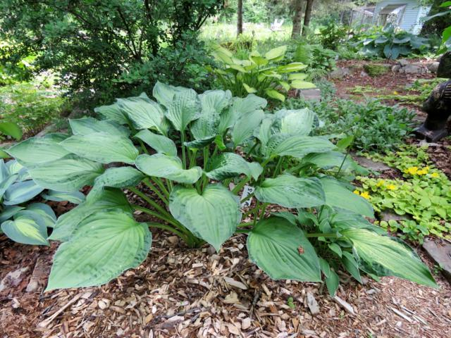 hosta sharmon Hosta%20%20Sharmon%202015