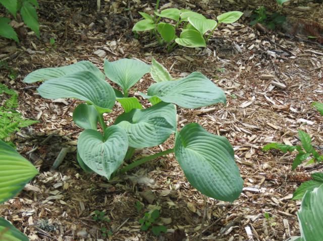 Hosta Blue Angel et ou  Love Pat  Hosta%20Blue%20Angel%202015%201