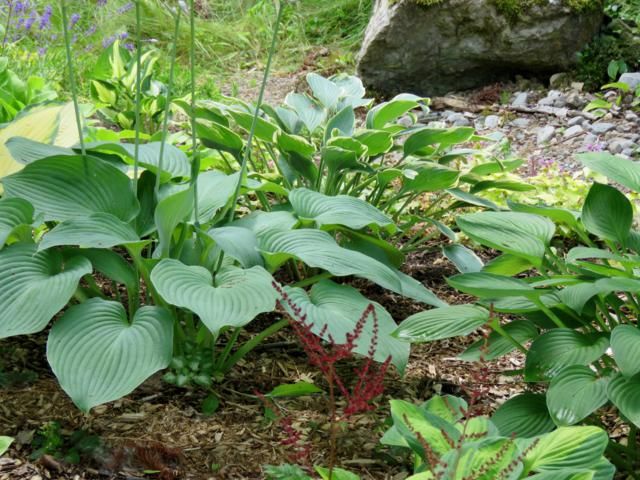 Hosta Blue Angel et ou  Love Pat  Hosta%20Blue%20Angel%202015_2