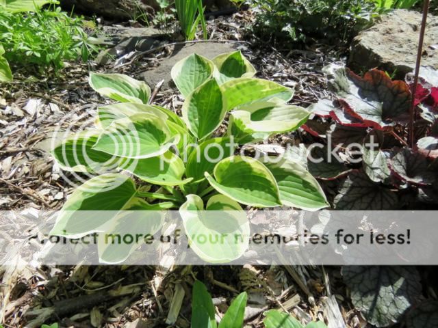 Hosta Brim Cup Hosta%20Brim%20Cup%202015