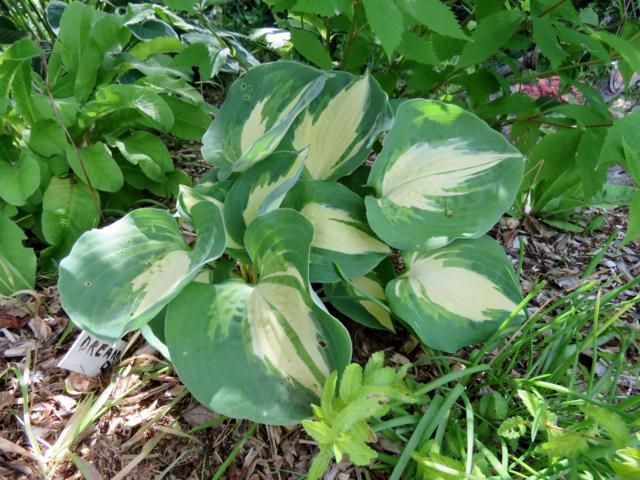 Hosta Dream queen Hosta%20Dream%20Queen%202015