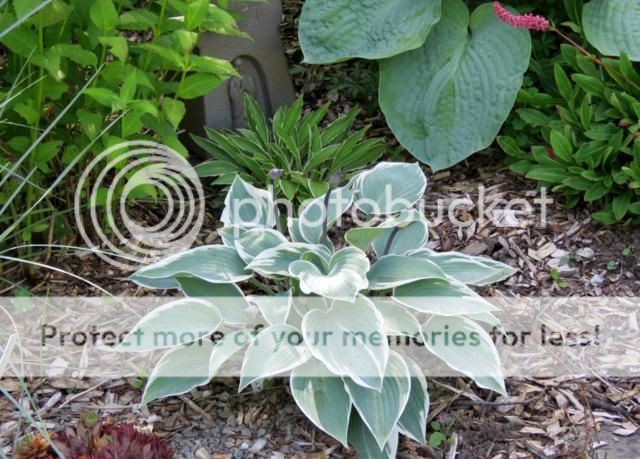 Hosta El Nino Hosta%20El%20Nino%202015