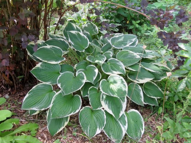 Hosta Francee Hosta%20Francee%202015