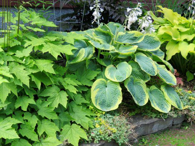 Frances Williams Hosta%20Frances%20Williams%20%202015