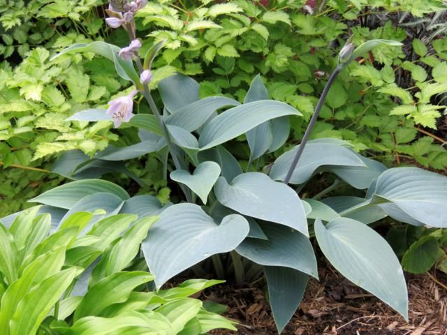 Hosta Halcyon  Hosta%20Halcyon%202015