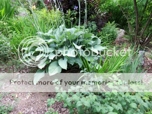 Hosta Krossa Regal Hosta%20Krossa%20Regal%202015%202