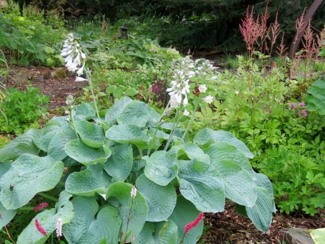 Hosta Blue Angel et ou  Love Pat  Hosta%20Love%20Pat%20floraison%202015