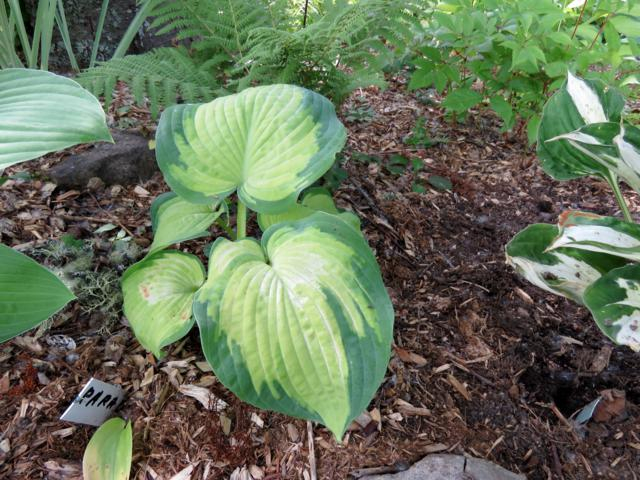 Paradigm Hosta%20Paradimg%202015